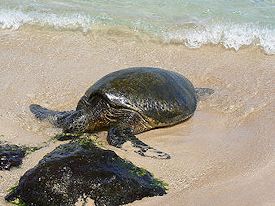 ���j�A�P�A�E�r�[�`�̃E�~�K��